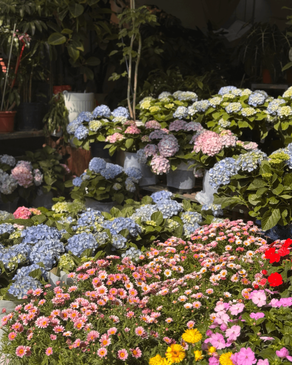 【深圳賞花地圖2026】深圳6大賞花景點推介 地鐵直達馬鞭草花海／仿荷蘭風車小鎮／夢幻繡球花展 