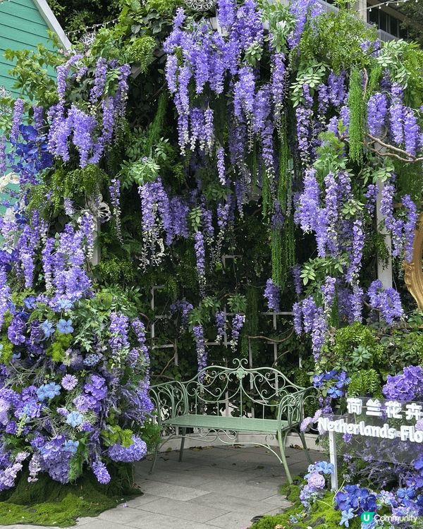 【深圳賞花地圖2026】深圳6大賞花景點推介 地鐵直達馬鞭草花海／仿荷蘭風車小鎮／夢幻繡球花展 