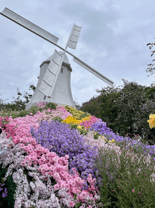 【深圳賞花地圖2026】深圳6大賞花景點推介 地鐵直達馬鞭草花海／仿荷蘭風車小鎮／夢幻繡球花展 