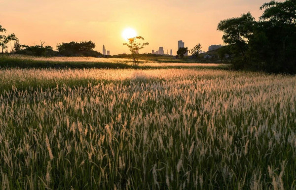 粉嶺好去處｜打卡粉嶺坪洋村白茅草田！漫步隱世「白雪仙境」 必睇日落黃金時刻！附交通路線+前往方法