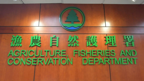 五一黃金周內地遊客西貢狂捕逾30隻海膽！小紅書曬海膽放題被批後回擊：漁護署說我合法