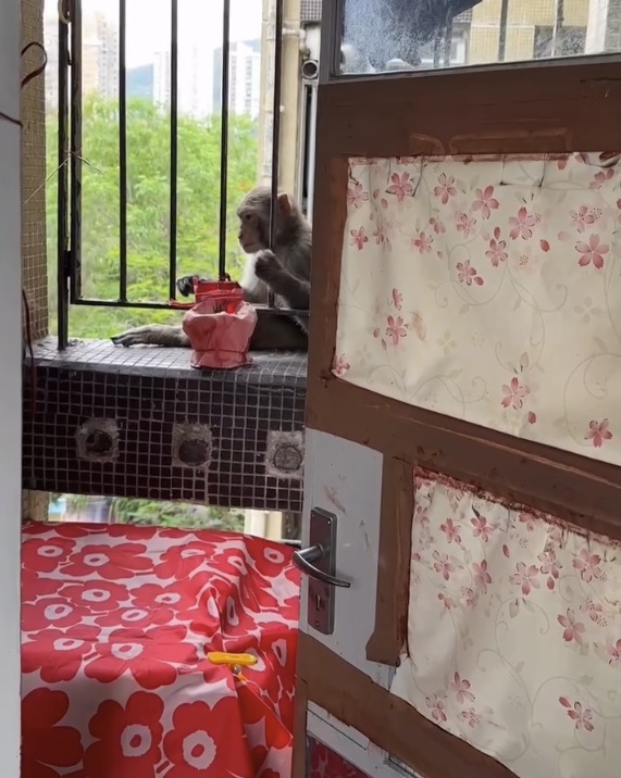 百厭馬騮仔直闖8樓公屋！住戶隔窗對望超驚嚇（圖片來源：Threads）