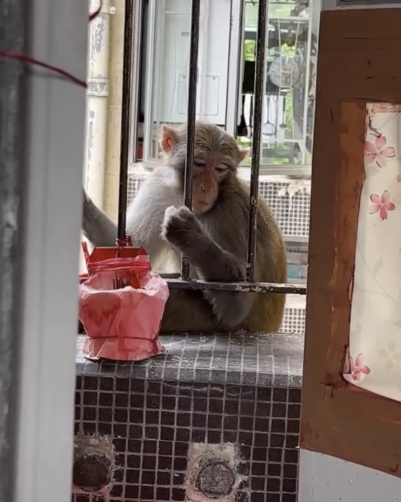 百厭馬騮仔直闖8樓公屋！住戶隔窗對望超驚嚇（圖片來源：Threads）