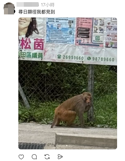 同邨居民表示也有看到猴子出現（圖片來源：Threads）