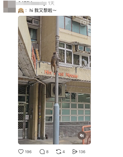 同邨居民表示也有看到猴子出現（圖片來源：Threads）