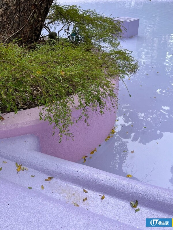 九龍公園噴水池變影后同款！遊客蜂擁朝聖 街坊嘆：住幾十年唔知影乜
