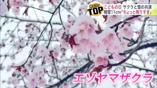 圖片來源：UHB 北海道文化放送