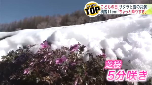 圖片來源：UHB 北海道文化放送