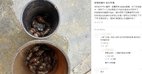觸摸蝸牛恐惹致命腦炎！1歲童染廣州管圓線蟲醫半年 醫生警告：黏液藏大量寄生蟲