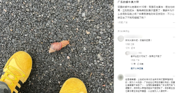 觸摸蝸牛恐惹致命腦炎！1歲童染廣州管圓線蟲醫半年 醫生警告：黏液藏大量寄生蟲