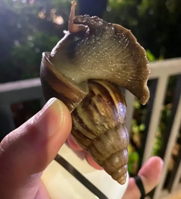 觸摸蝸牛恐惹致命腦炎！1歲童染廣州管圓線蟲醫半年 醫生警告：黏液藏大量寄生蟲