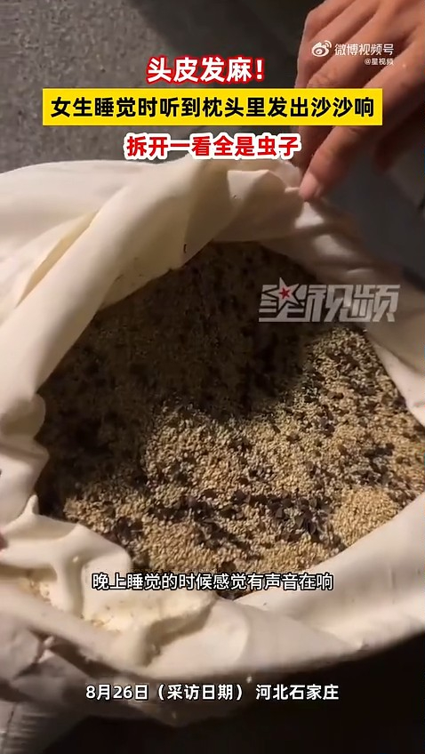 蕎麥枕傳「沙沙聲」拆開驚見內膽藏過千隻黑蟲。