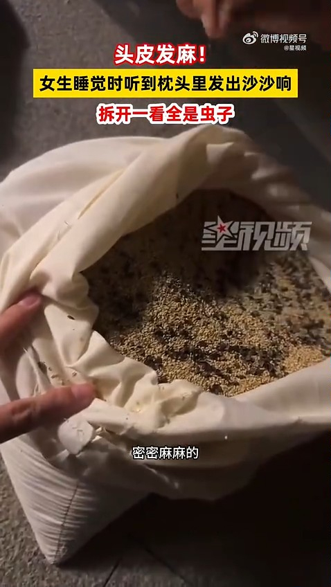 蕎麥枕傳「沙沙聲」拆開驚見內膽藏過千隻黑蟲。