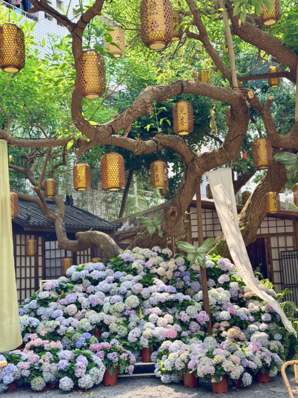 深圳寶安南喬小院隱世庭園打卡必去！古風小屋、藍紫繡球花海、雲端仙氣下午茶 