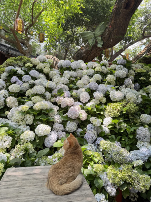 深圳寶安南喬小院隱世庭園打卡必去！古風小屋、藍紫繡球花海、雲端仙氣下午茶 