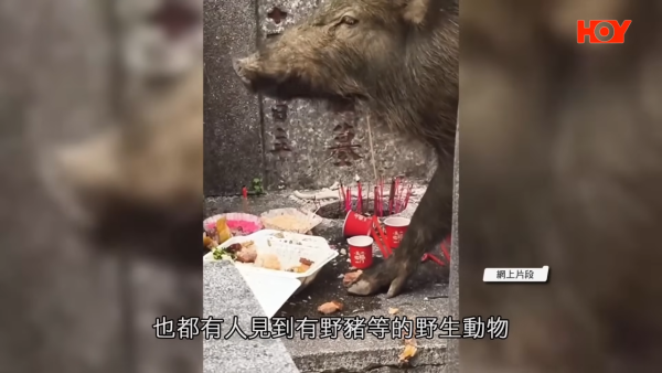 小偷出沒墳場？家屬驚覺祭品被偷當成「免費午餐」？律師警告：或觸犯盜竊罪