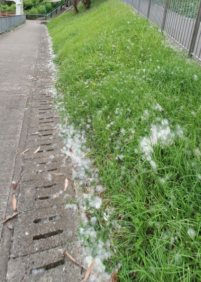青衣驚現「採花大盜」？長者採摘5月雪花 揭民間隱藏1個神奇功效