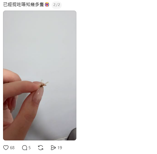 全港飛蟻大湧現！閂窗都失守？專家揭3大隱形通道：加「呢樣嘢」阻絕變白蟻