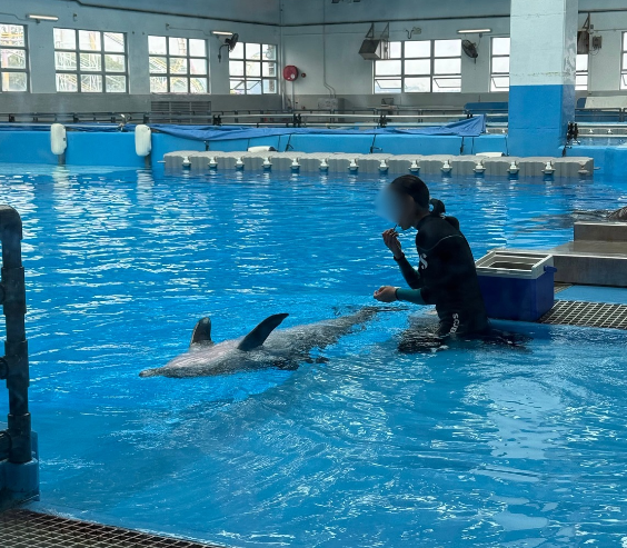 搭金巴驚見海豚躍出海面！港女教路坐「呢個位置」最易睇到 網民：好感動