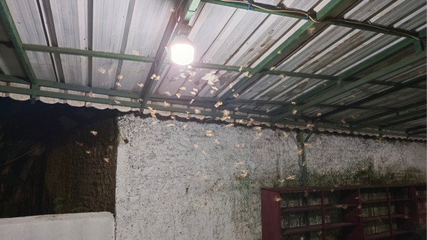全港飛蟻大湧現！閂窗都失守？專家揭3大隱形通道：加「呢樣嘢」阻絕變白蟻