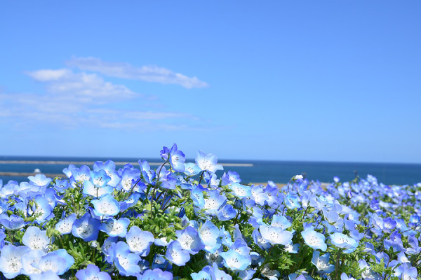 國營常陸海濱公園官網