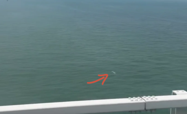 搭金巴驚見海豚躍出海面！港女教路坐「呢個位置」最易睇到 網民：好感動