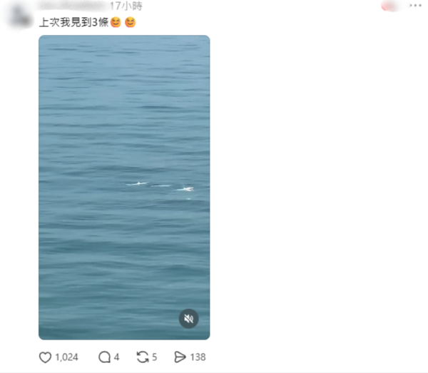 搭金巴驚見海豚躍出海面！港女教路坐「呢個位置」最易睇到 網民：好感動