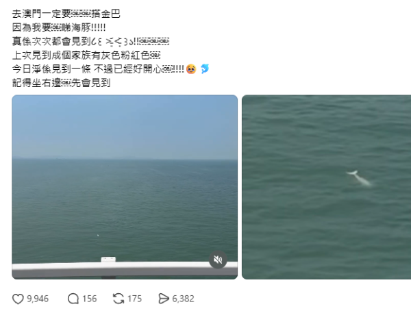 搭金巴驚見海豚躍出海面！港女教路坐「呢個位置」最易睇到 網民：好感動