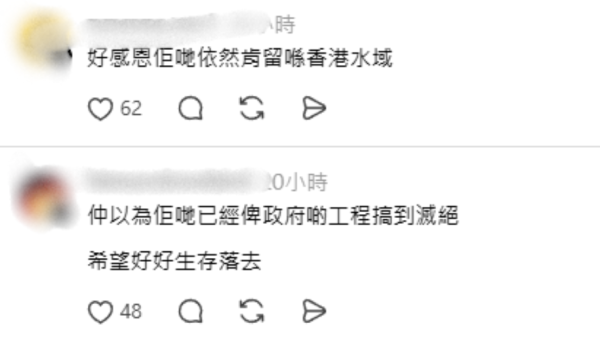 搭金巴驚見海豚躍出海面！港女教路坐「呢個位置」最易睇到 網民：好感動