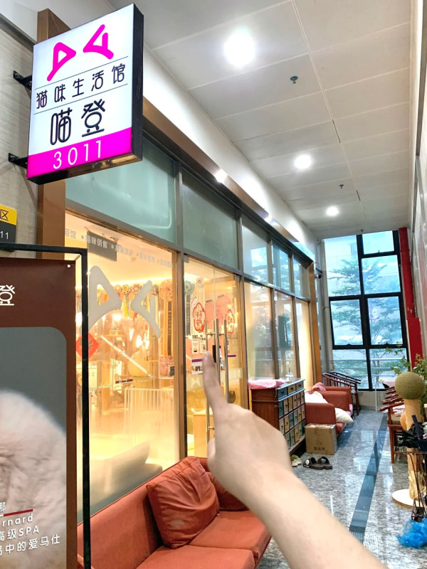 深圳貓Cafe5間人氣推介！K11海景吸貓、日系和服換裝、最平玩足一小時 
