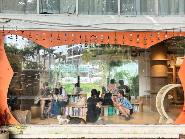 深圳貓Cafe5間人氣推介！K11海景吸貓、日系和服換裝、最平玩足一小時 