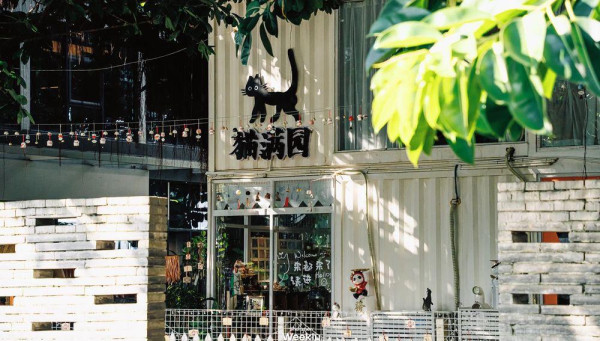 深圳貓Cafe5間人氣推介！K11海景吸貓、日系和服換裝、最平玩足一小時 