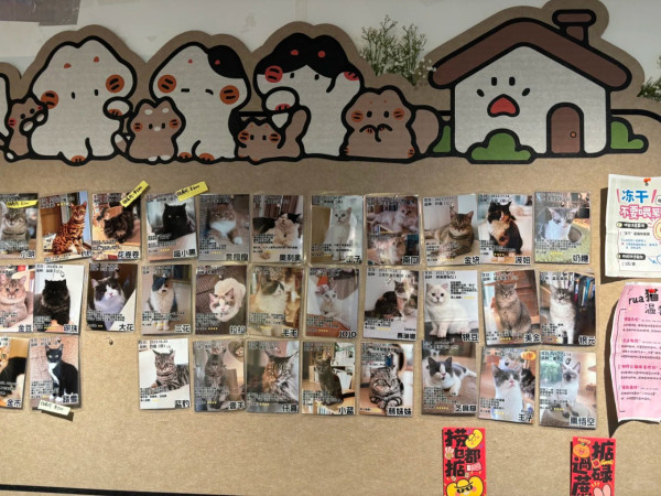 深圳貓Cafe5間人氣推介！K11海景吸貓、日系和服換裝、最平玩足一小時 