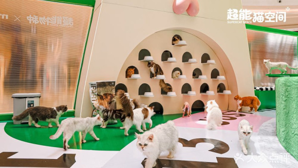 深圳貓Cafe5間人氣推介！K11海景吸貓、日系和服換裝、最平玩足一小時 