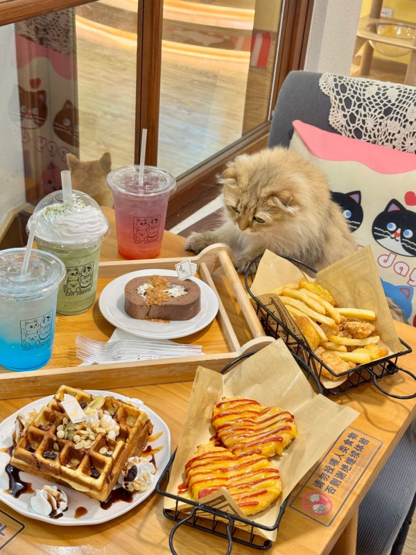 深圳貓Cafe5間人氣推介！K11海景吸貓、日系和服換裝、最平玩足一小時 
