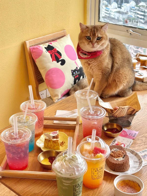 深圳貓Cafe5間人氣推介！K11海景吸貓、日系和服換裝、最平玩足一小時 