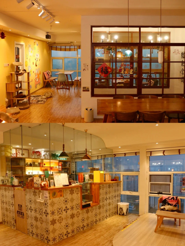 深圳貓Cafe5間人氣推介！K11海景吸貓、日系和服換裝、最平玩足一小時 