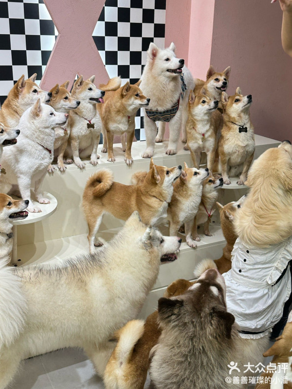 深圳狗Cafe5間人氣推介地鐵直達！體驗被百隻貓狗包圍、專屬狗狗陪睡超療癒 