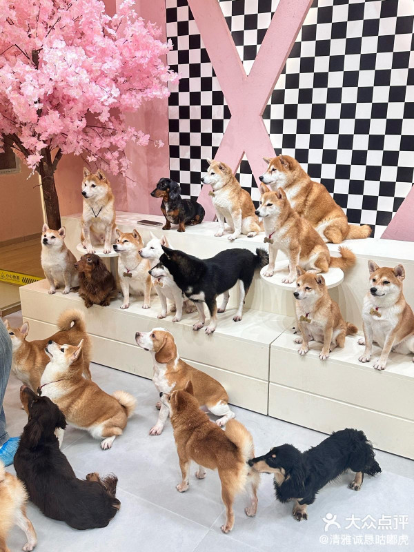 深圳狗Cafe5間人氣推介地鐵直達！體驗被百隻貓狗包圍、專屬狗狗陪睡超療癒 