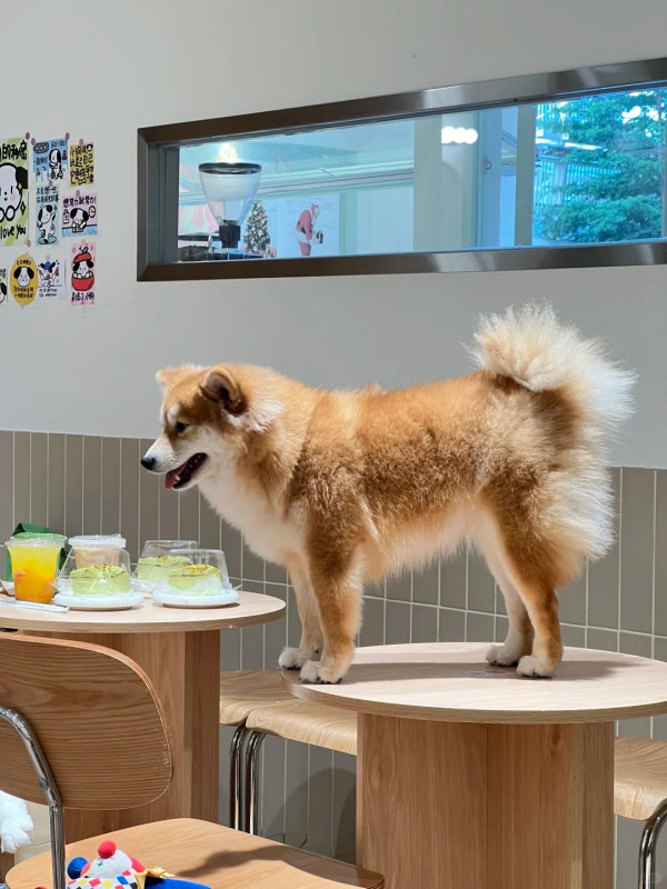 深圳狗Cafe5間人氣推介地鐵直達！體驗被百隻貓狗包圍、專屬狗狗陪睡超療癒 