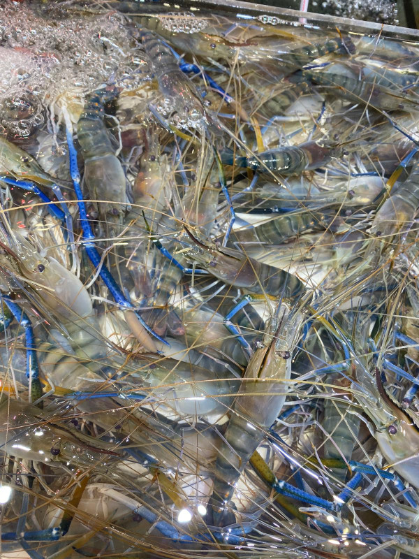 香港买菜平过内地！全港最便宜街市爆红 买海鲜低至10元 揭黄金砍价时段