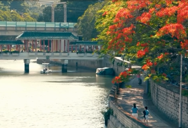大埔鳳凰木爆發！林村河驚現「血紅大火」揭黃金觀賞期+交通路線
