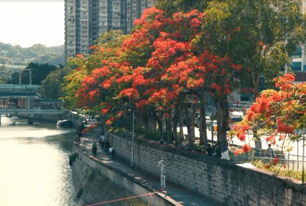 大埔鳳凰木爆發！林村河驚現「血紅大火」揭黃金觀賞期+交通路線