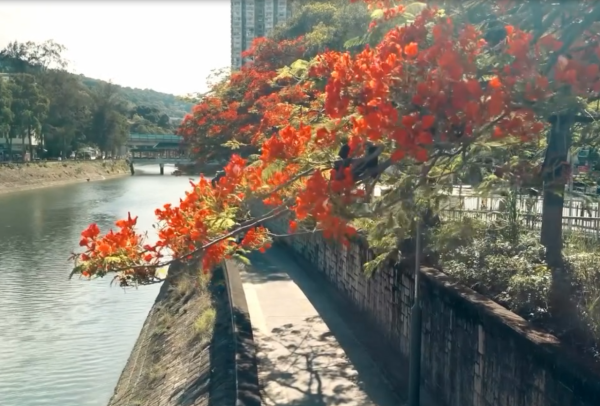 大埔鳳凰木爆發！林村河驚現「血紅大火」揭黃金觀賞期+交通路線