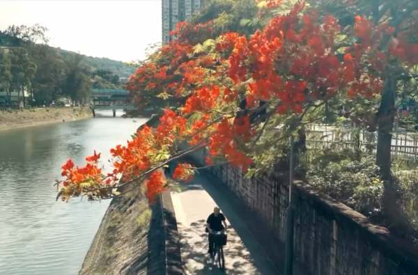大埔鳳凰木爆發！林村河驚現「血紅大火」揭黃金觀賞期+交通路線