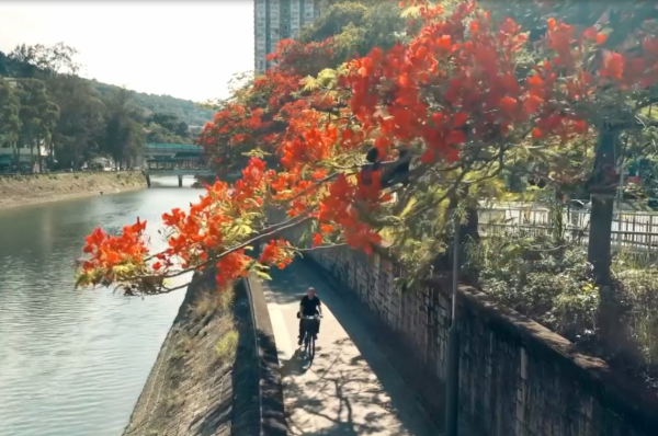 大埔鳳凰木爆發！林村河驚現「血紅大火」揭黃金觀賞期+交通路線