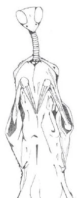 美國防解密4種外星人！飛彈都炸唔爆UFO 台灣「螳螂人」或屬同類？
