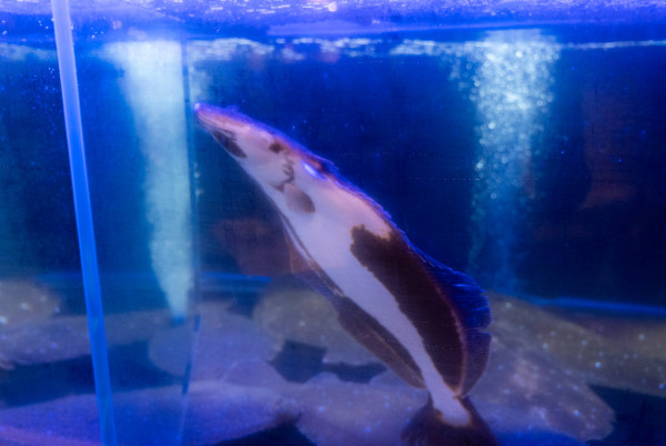 北角新開韓式生魚片專門店「民迎」  選用韓國直送活魚/刺身壽司/涼拌生魚湯