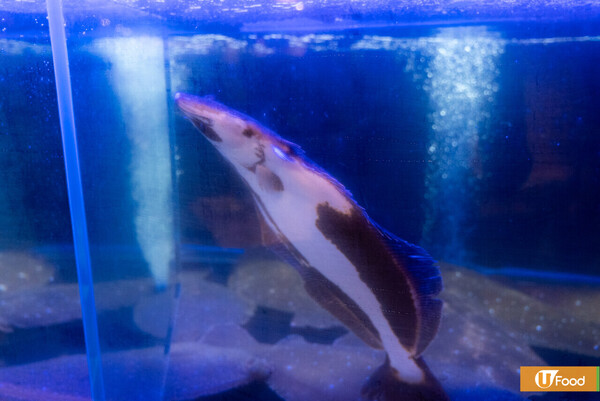 北角新開韓式生魚片專門店「民迎」  選用韓國直送活魚/刺身壽司/涼拌生魚湯