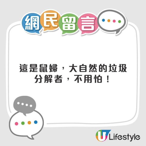 潮湿虫︱屋外观现大量“甲壳肥虫”狂蠕动！猫奴吓惊急发帖求救 网友急制止：是神级益虫
